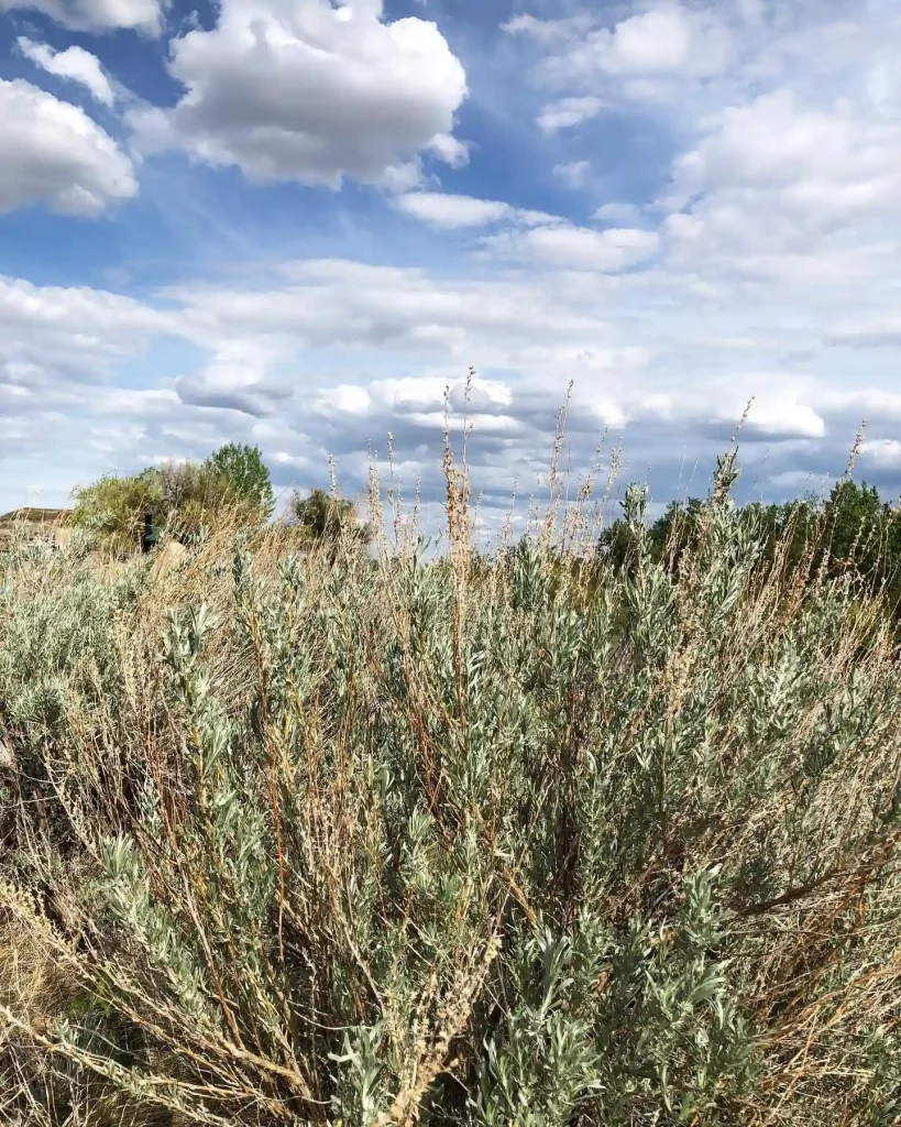 Artemisia Tridentata