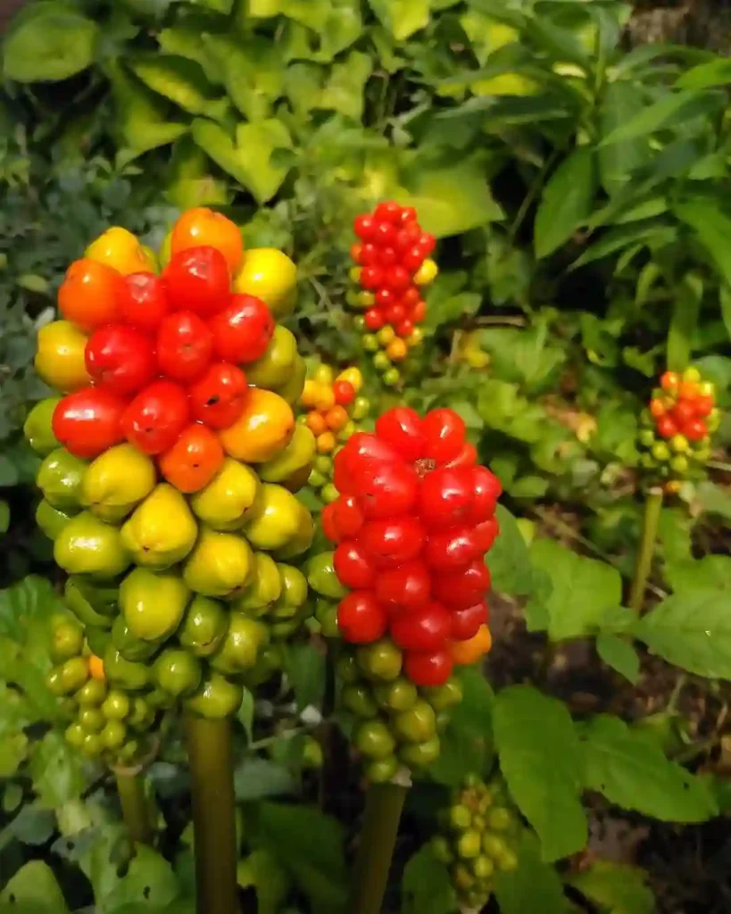 Arum Italicum