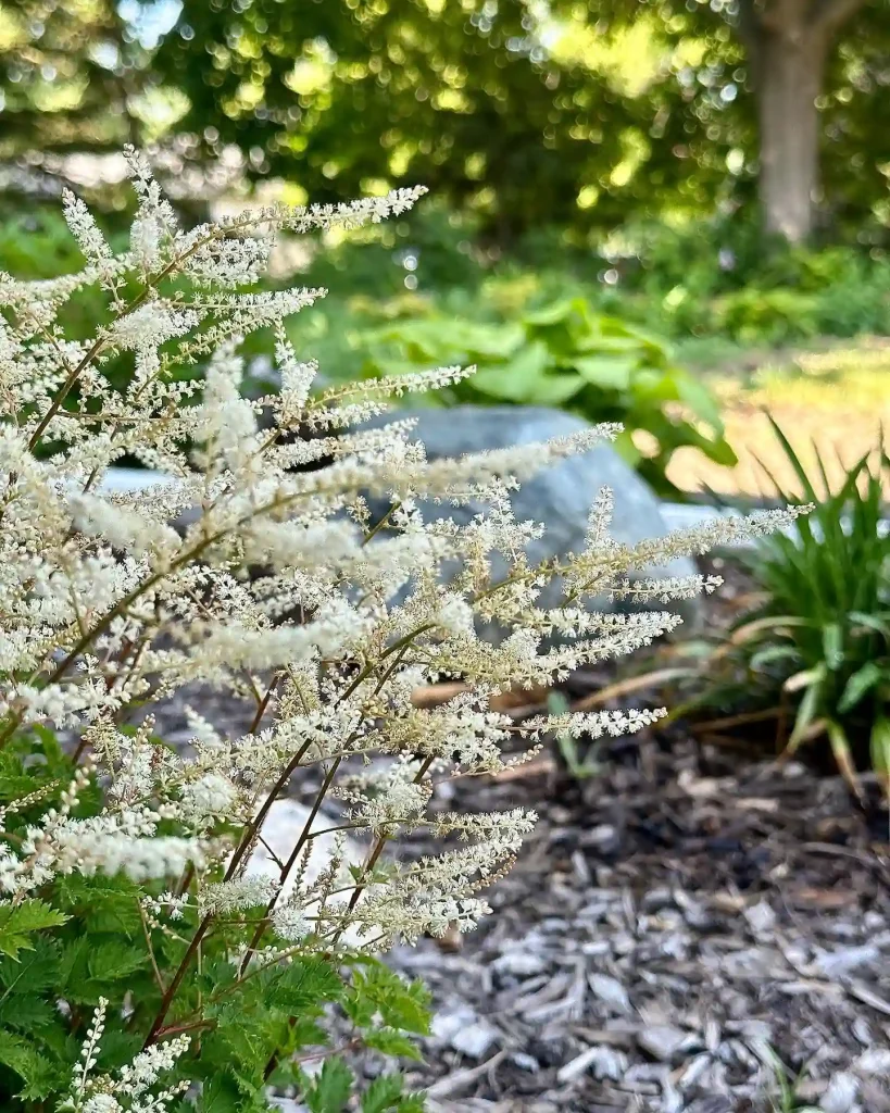 Aruncus Chantilly Lace