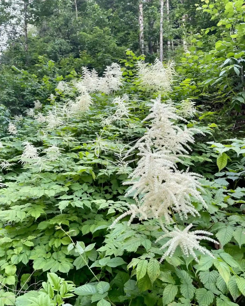 Aruncus Dioicus