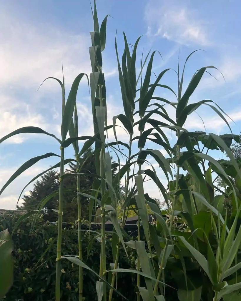 Arundo Donax