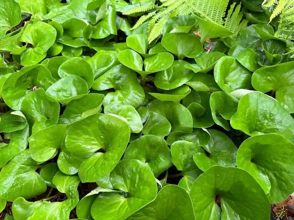 Asarum Canadense