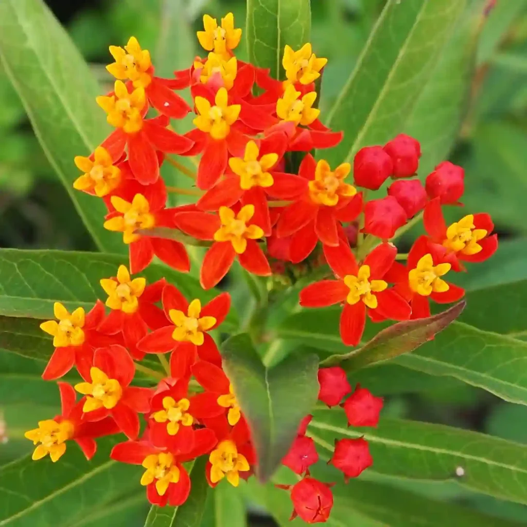 Asclepias Curassavica