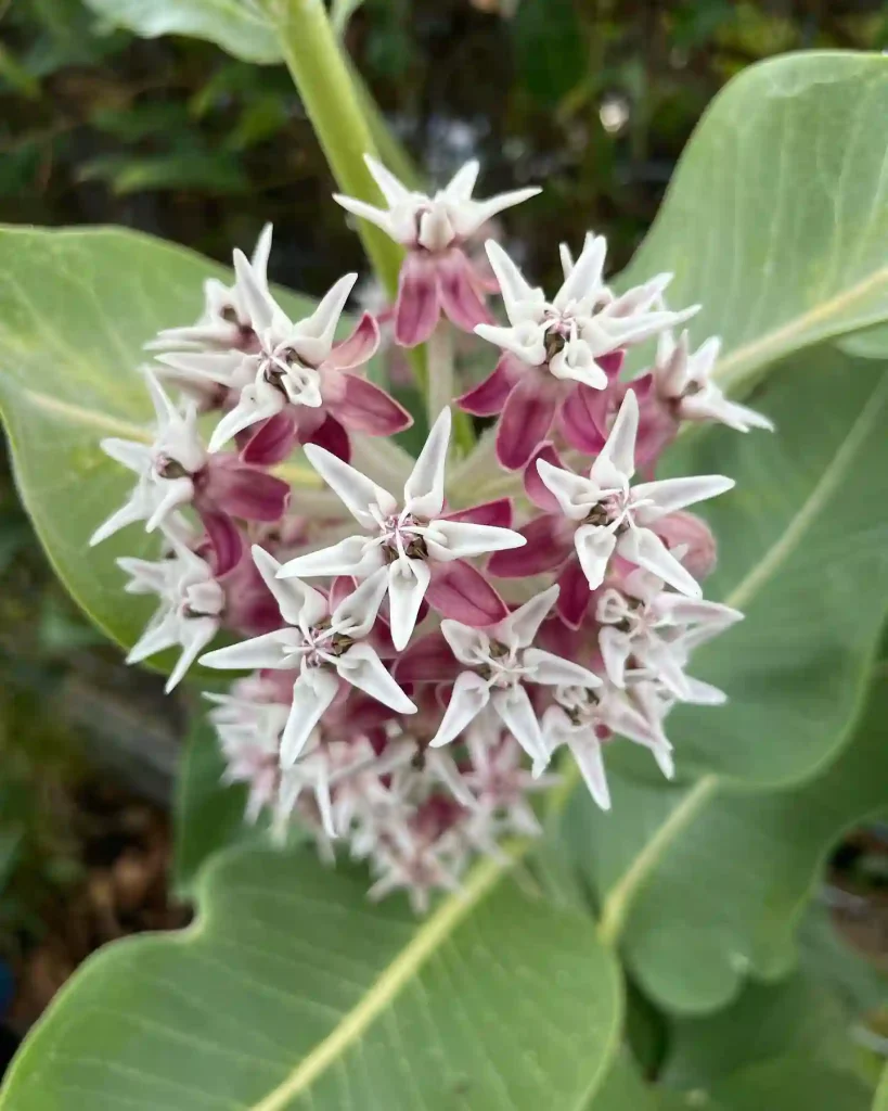 Asclepias Speciosa