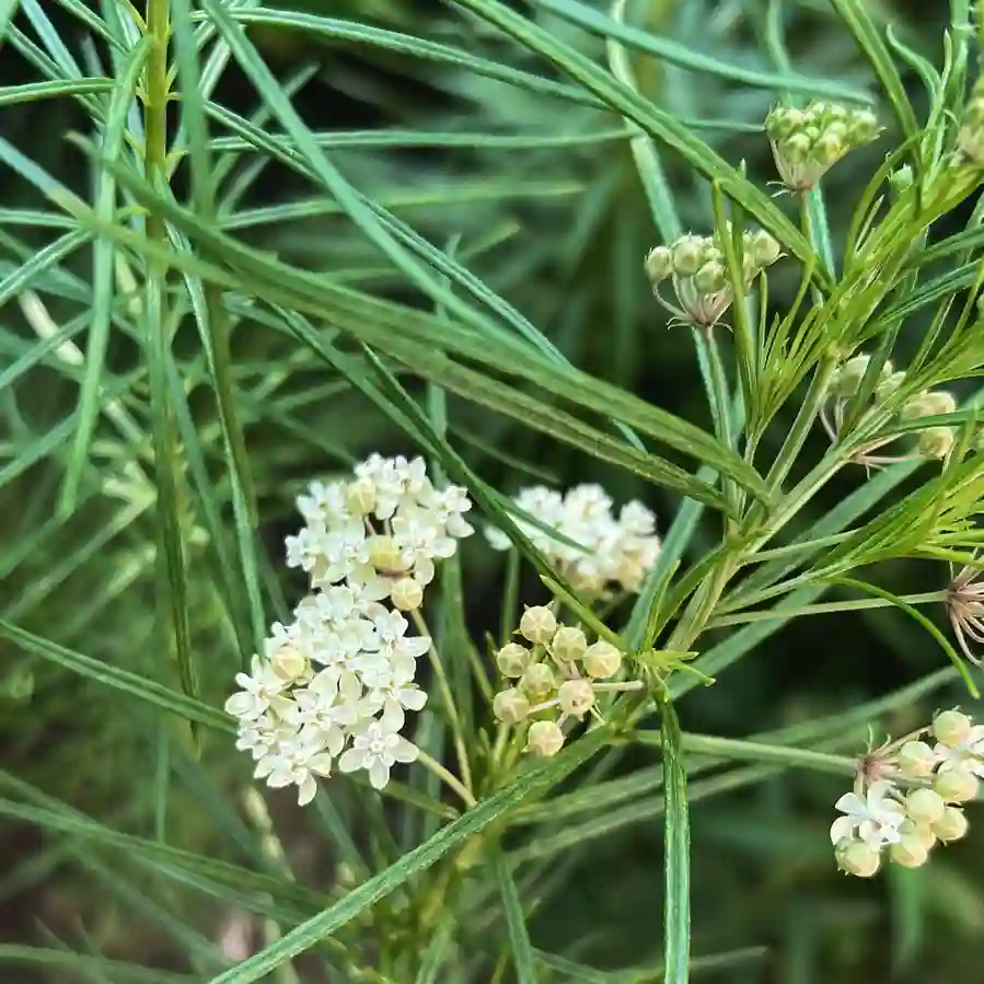 Asclepias Verticillata