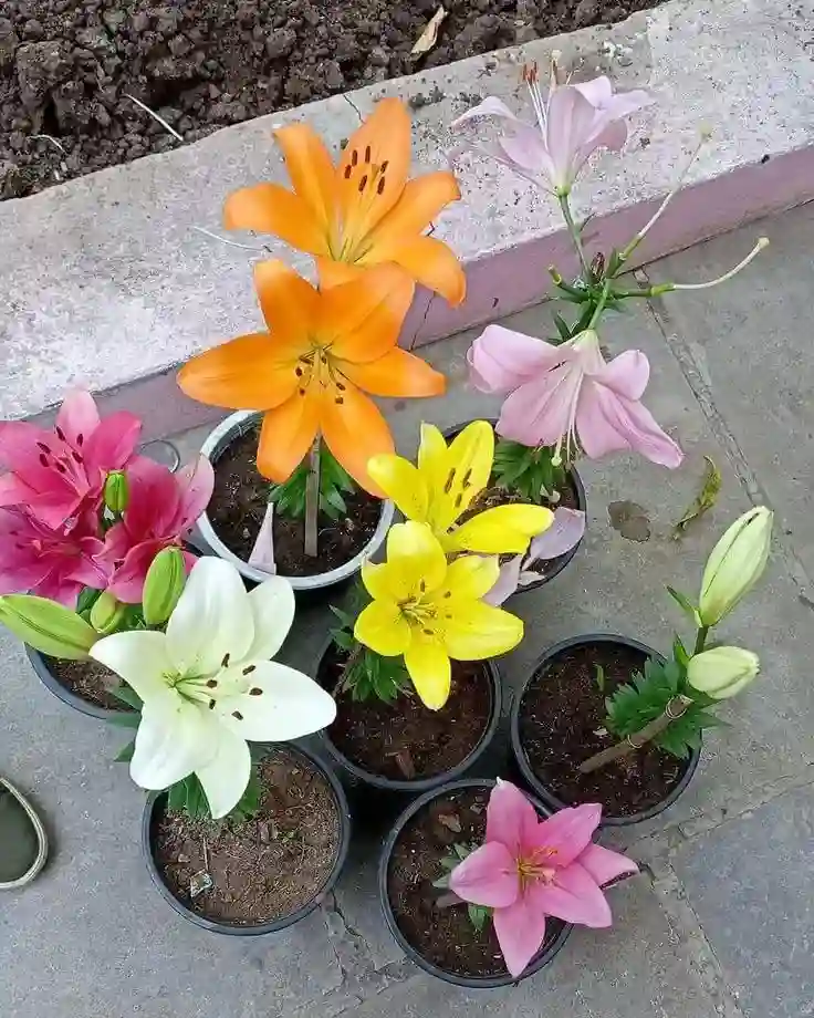 Asiatic Lily