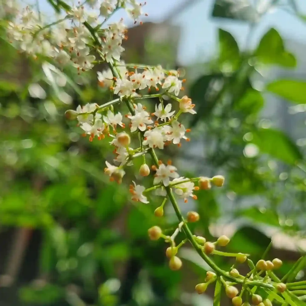 Asparagus Racemosus