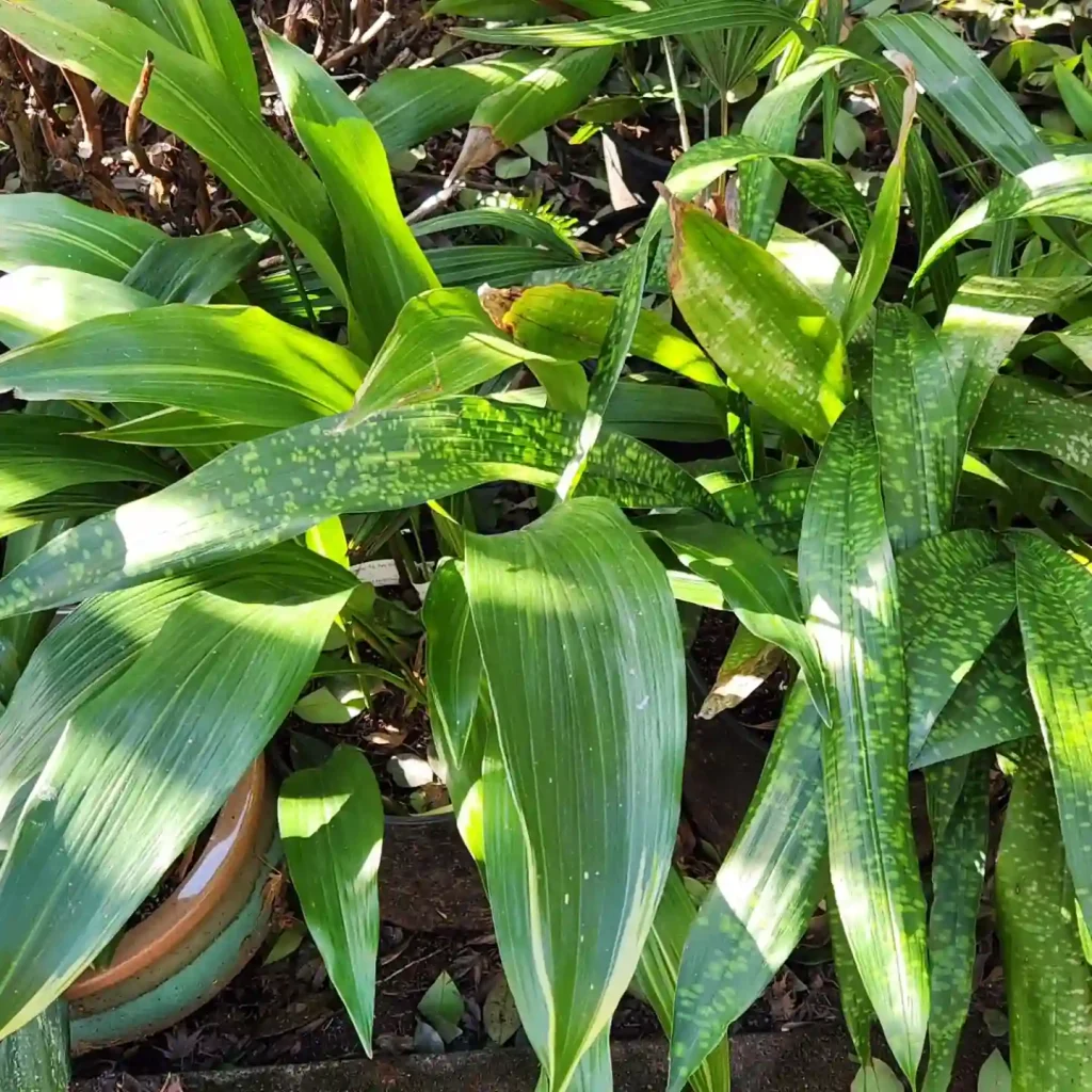 Aspidistra Elatior