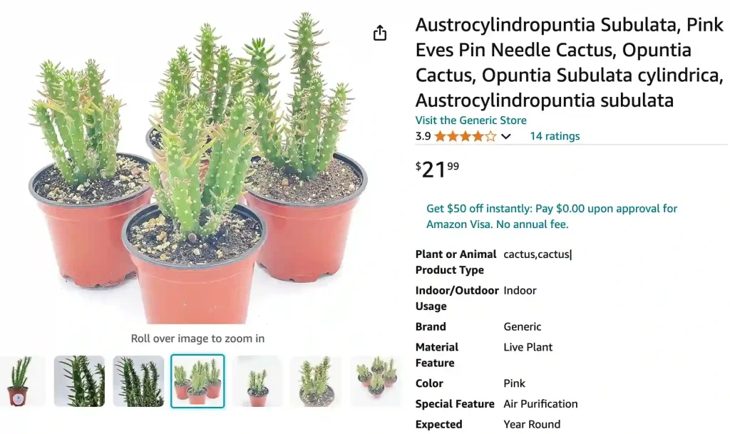 Austrocylindropuntia Subulata | Monsteraholic