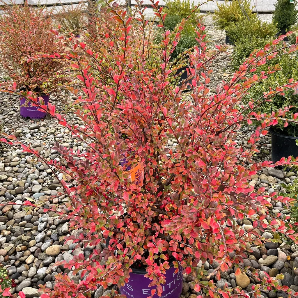 Autumn Inferno Cotoneaster