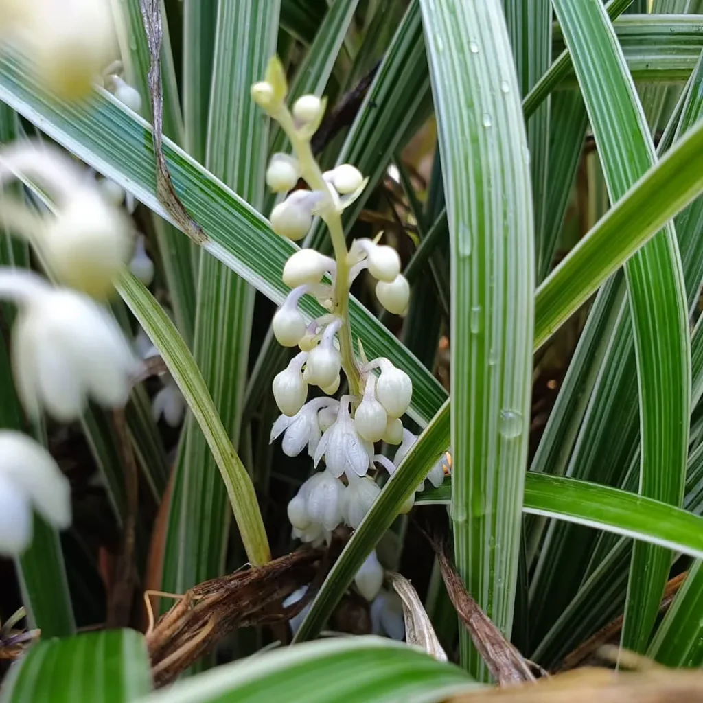 Aztec Grass