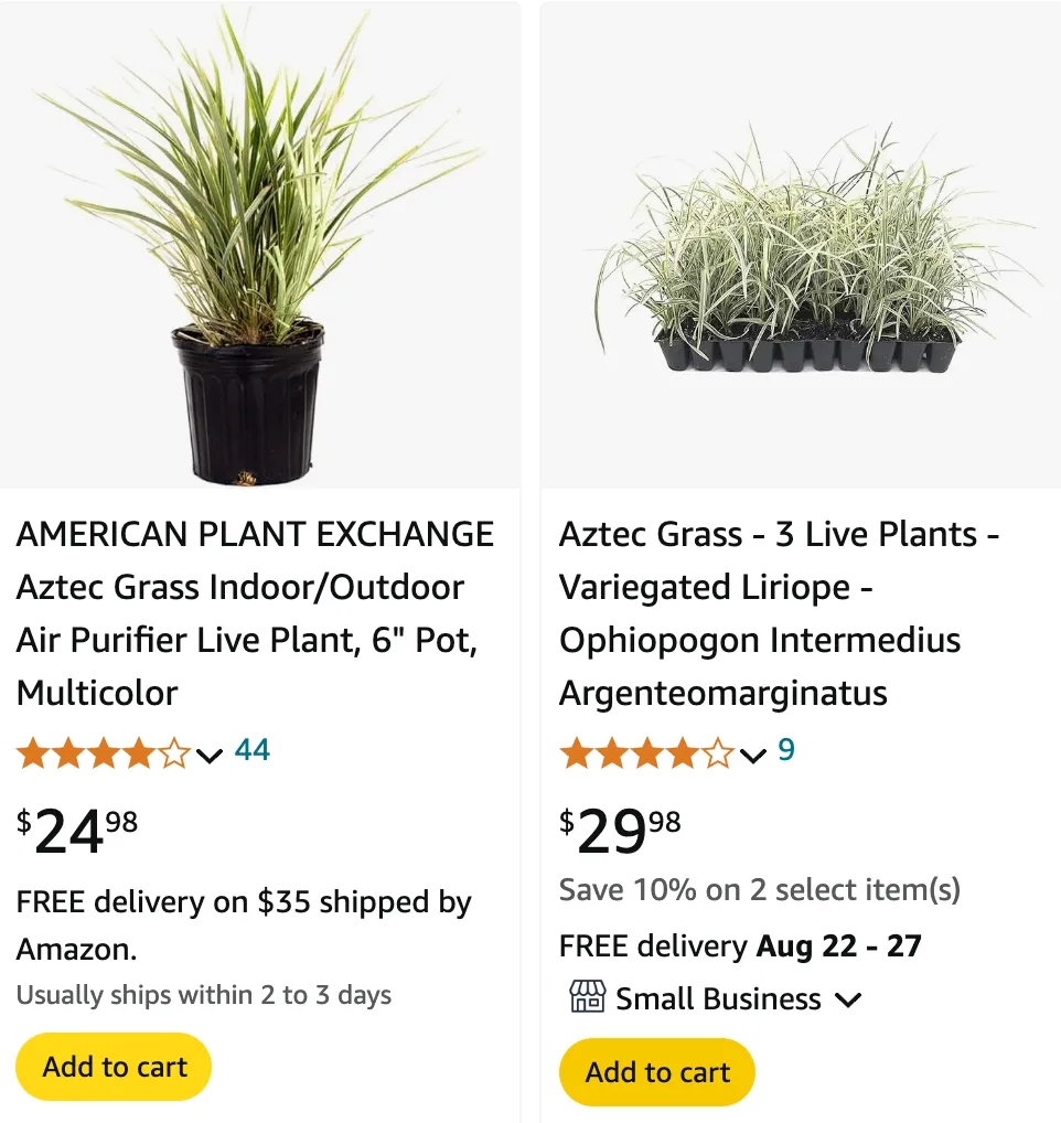 Plant FAQs: Aztec Grass - Ophiopogon Intermedius