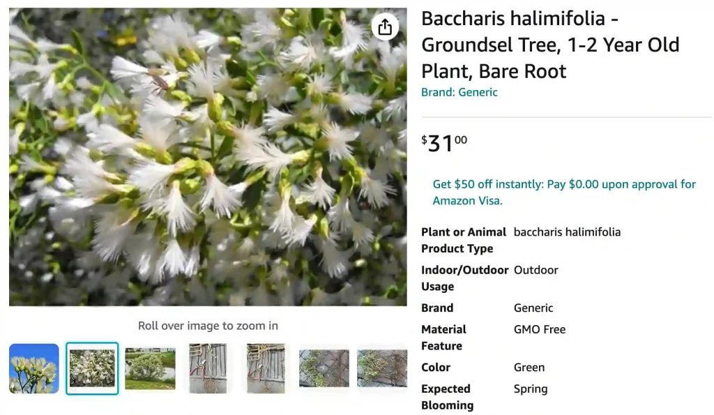 Baccharis Halimifolia | Monsteraholic