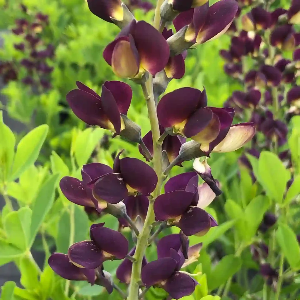 Baptisia Grape Taffy