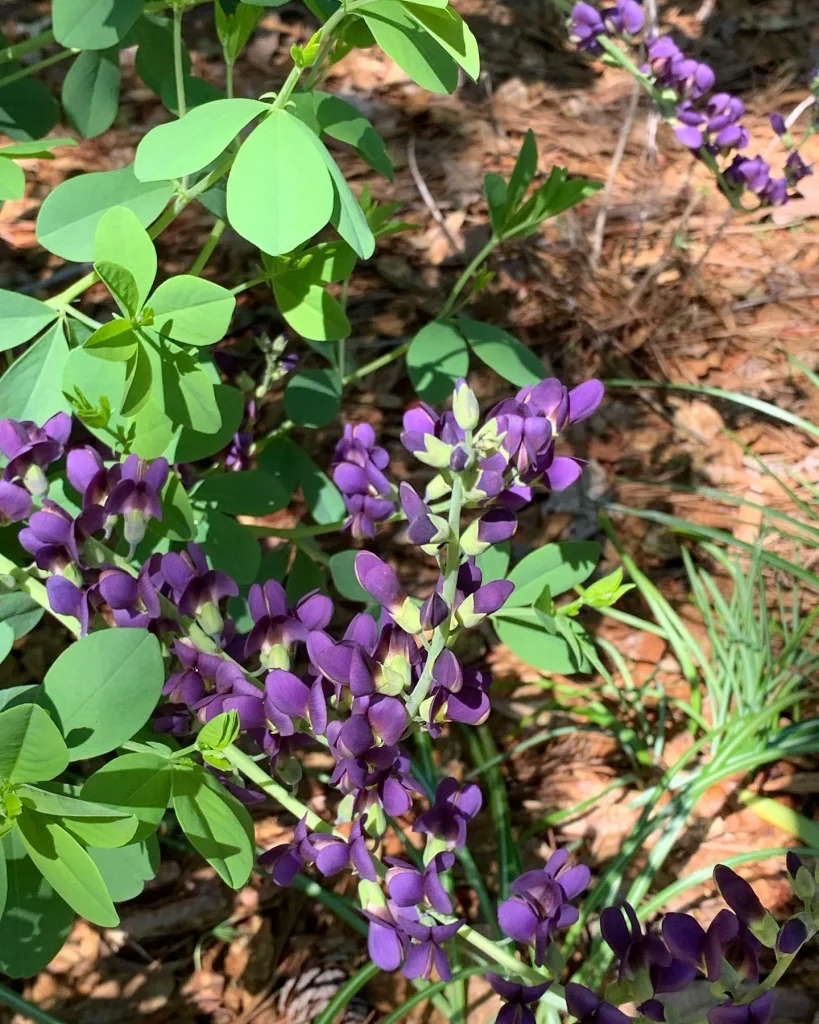 Baptisia Sparkling Sapphires