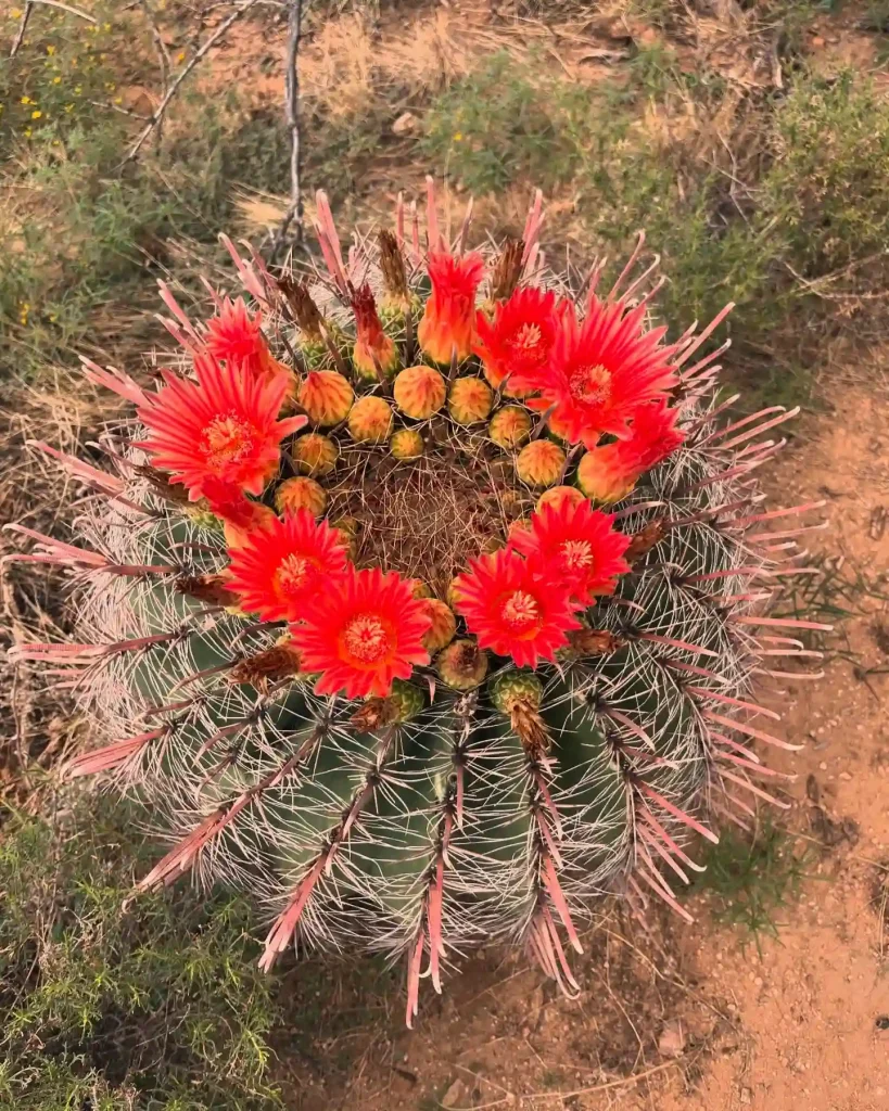 Barrel Cactus