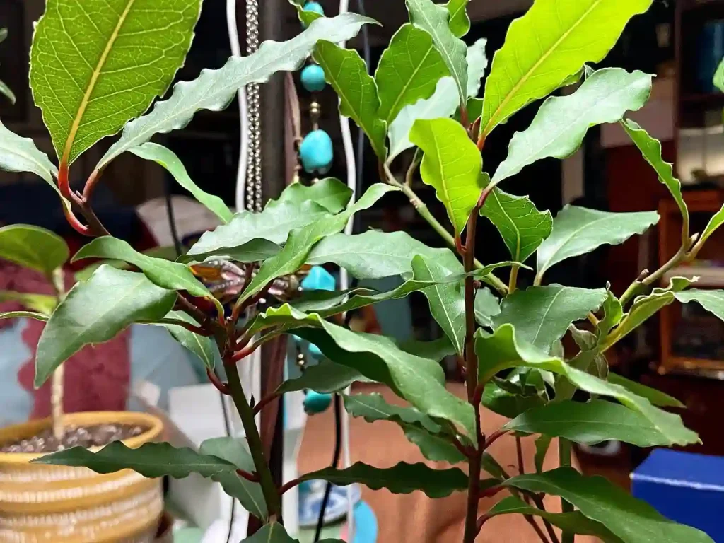 Bay Leaf Plant