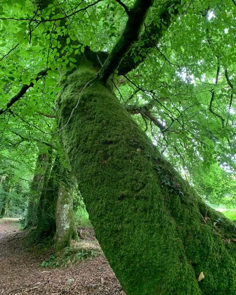 Beech Tree