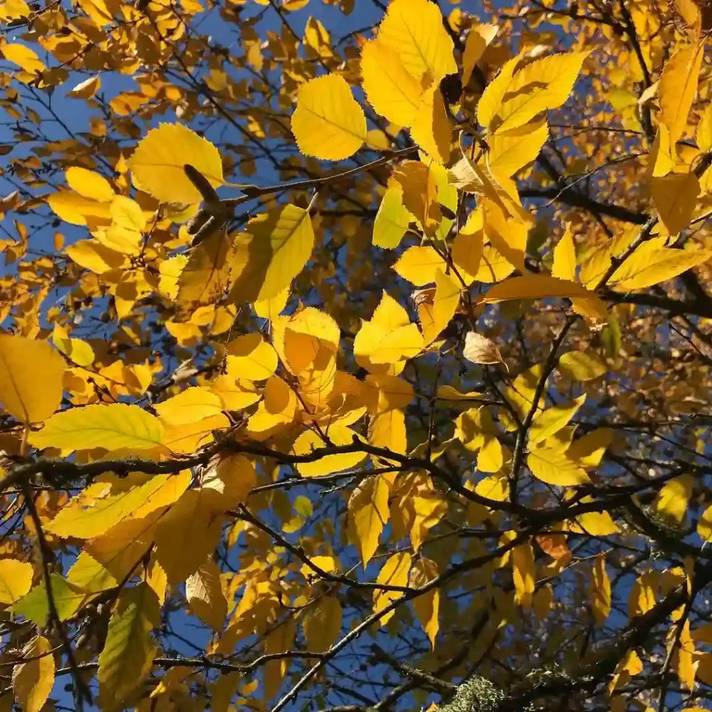 Betula Alleghaniensis