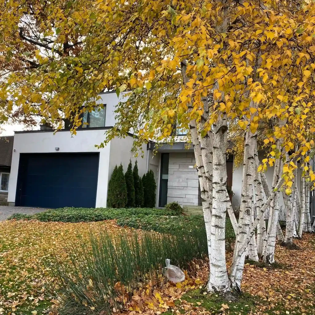 Betula Papyrifera