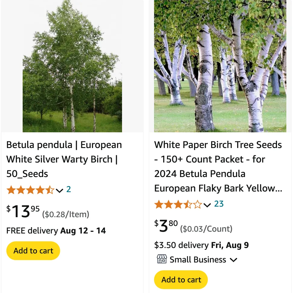 Betula Pendula | Monsteraholic