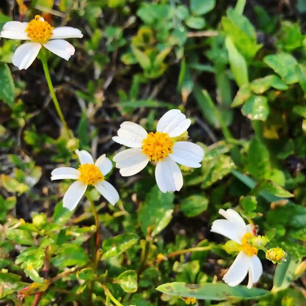 Bidens Alba