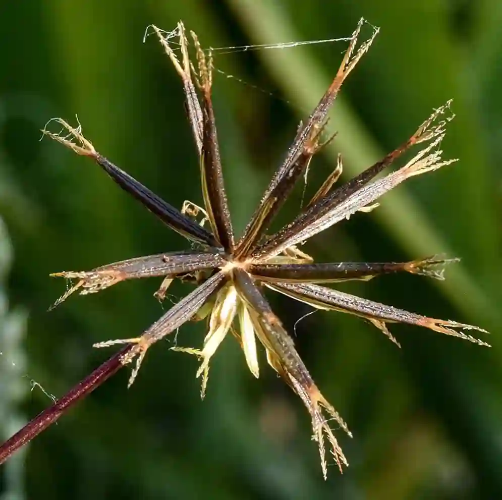 Bidens Bipinnata