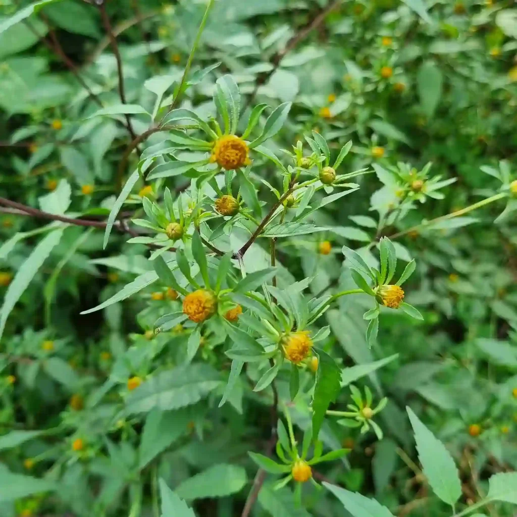 Bidens Frondosa