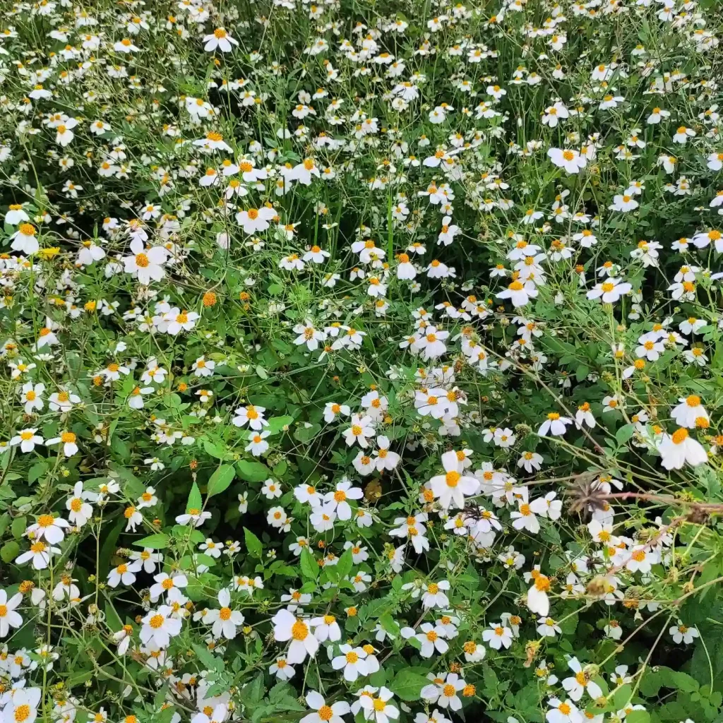 Bidens Pilosa