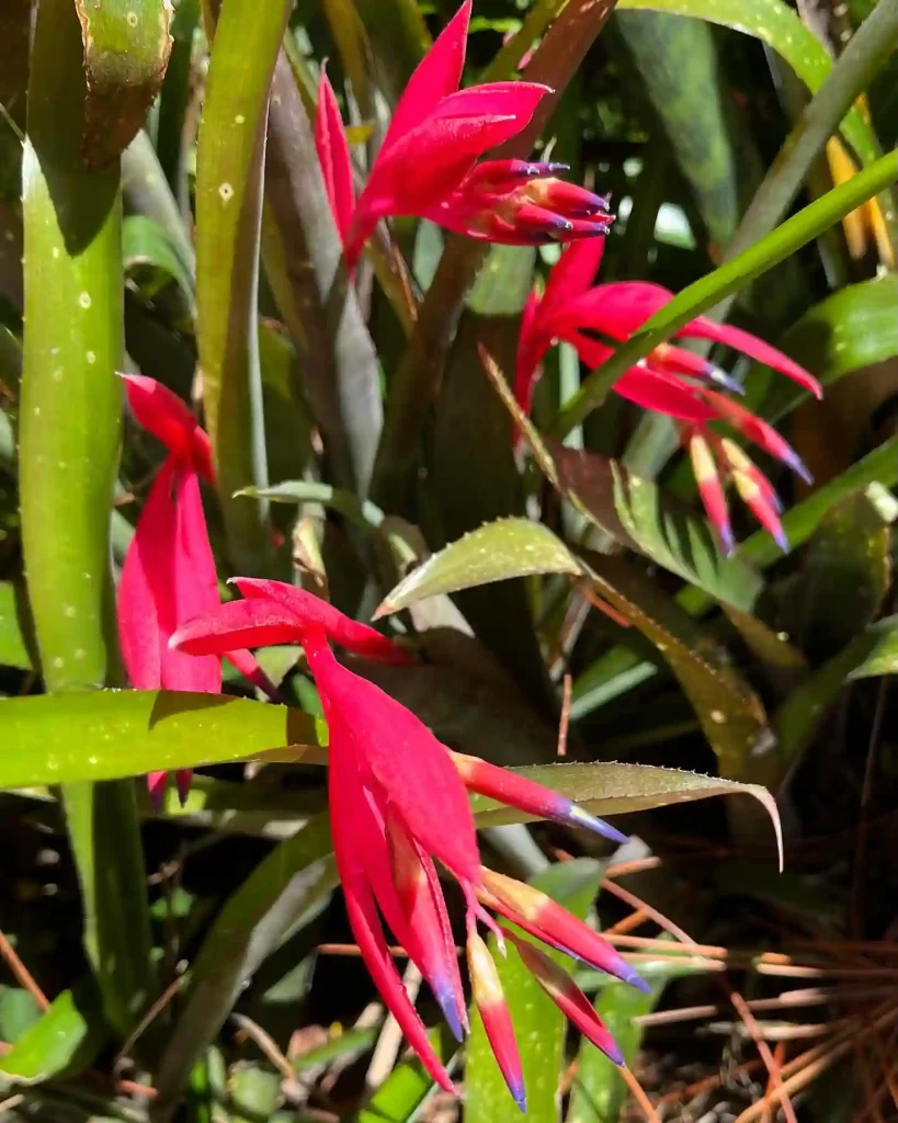 Billbergia Saundersii