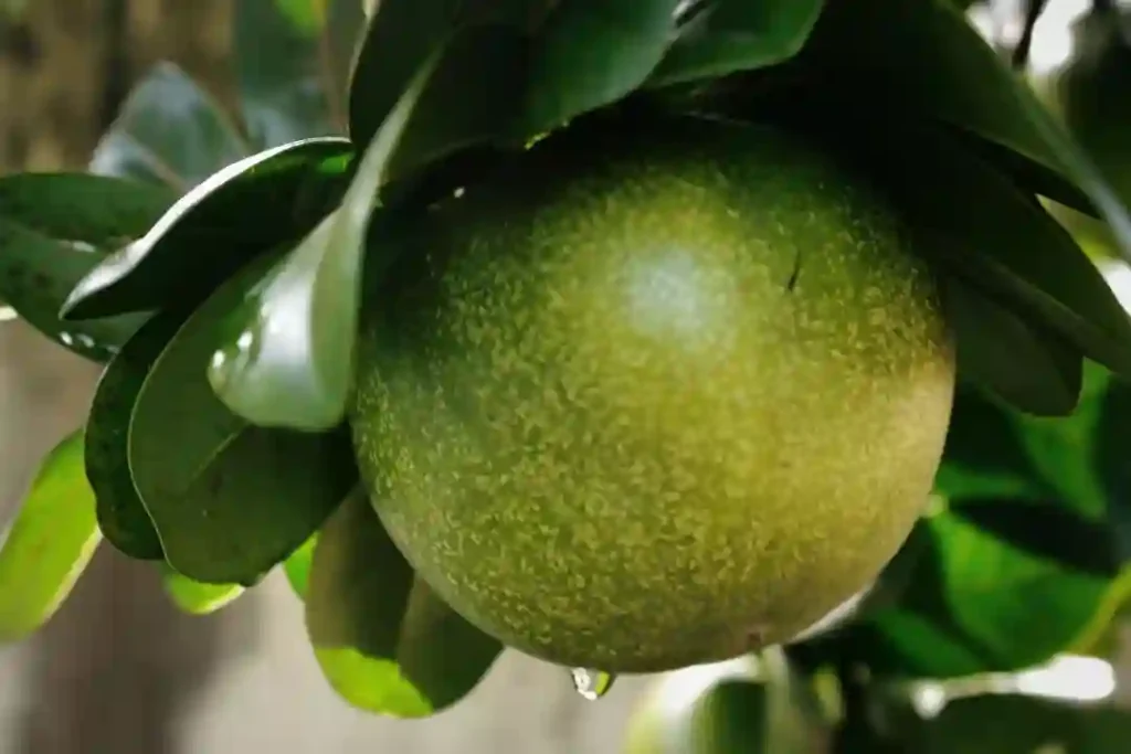 Black Sapote