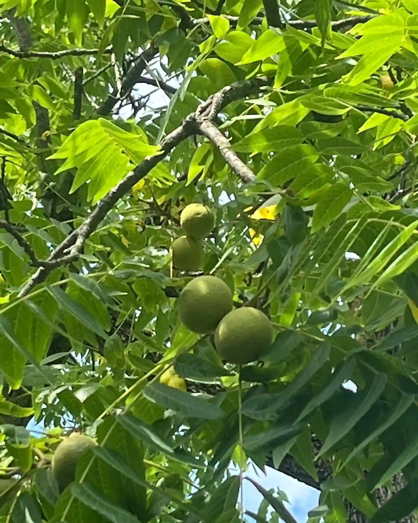 Plant FAQs: Black Walnut - Juglans Nigra