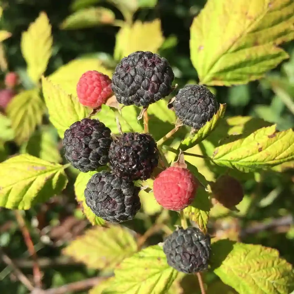 Blackcap Raspberry