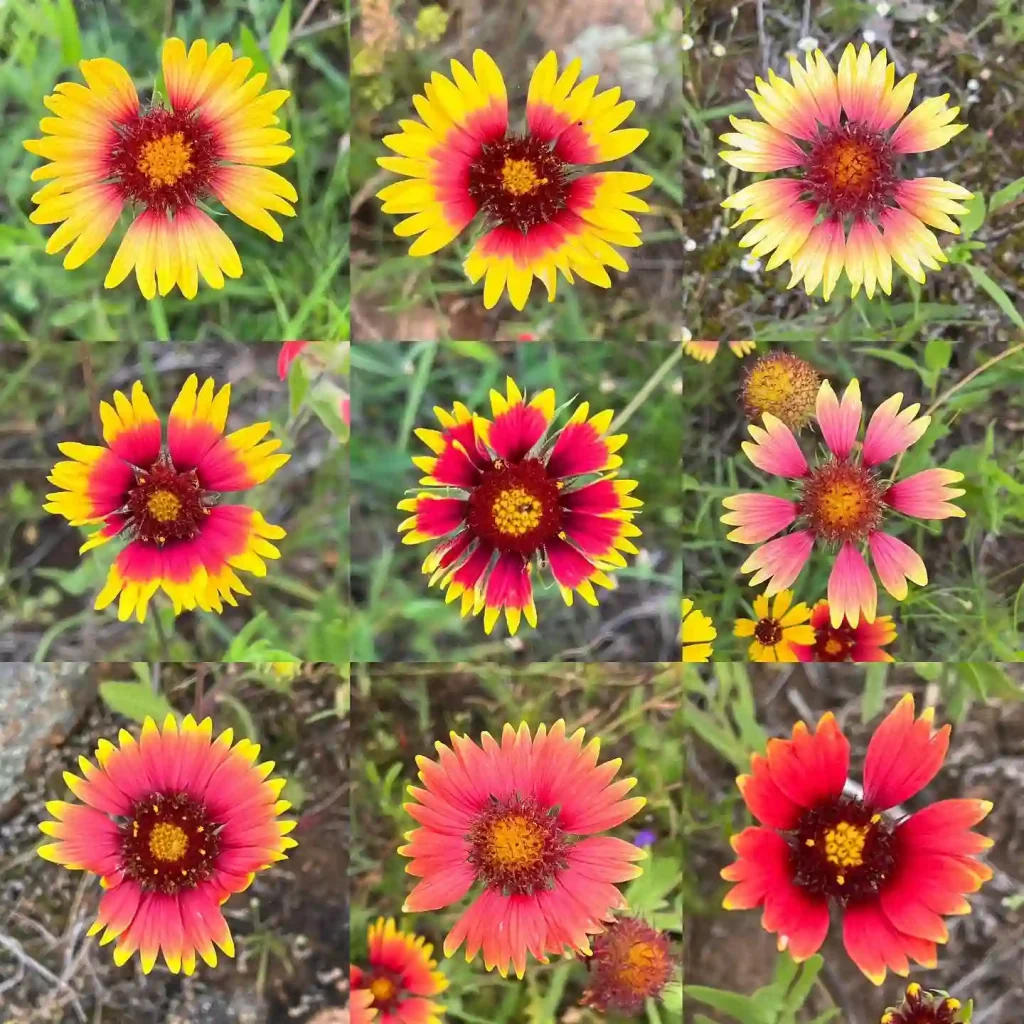 Blanket Flower