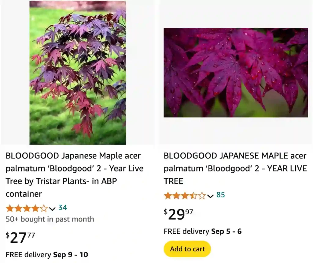 Bloodgood Japanese Maple | Monsteraholic