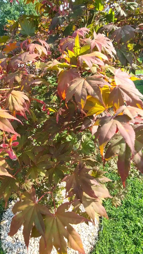 Bloodgood Japanese Maple