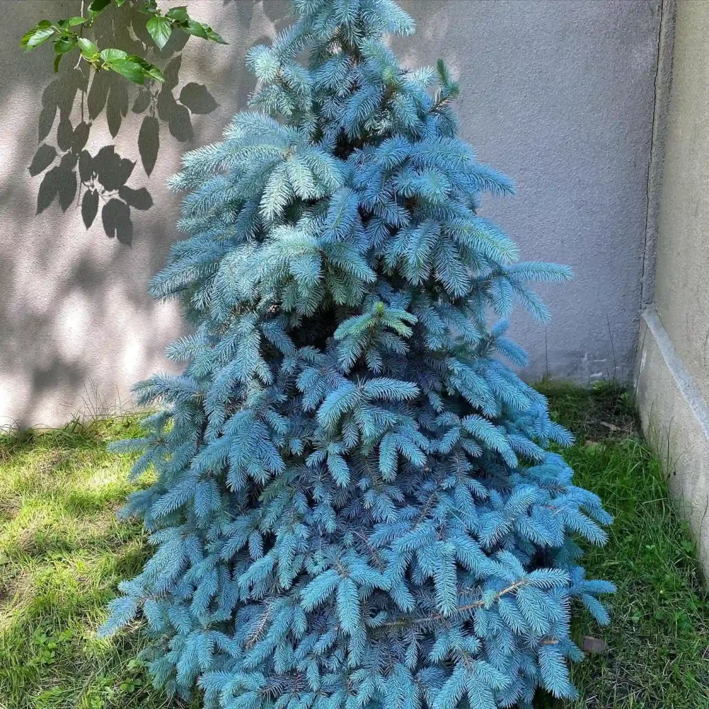 Blue Spruce