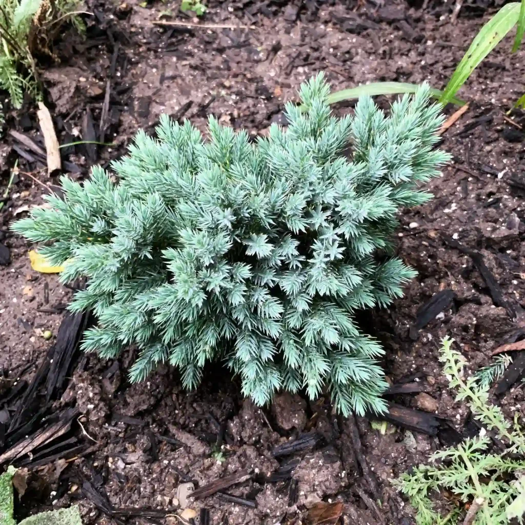 Blue Star Juniper