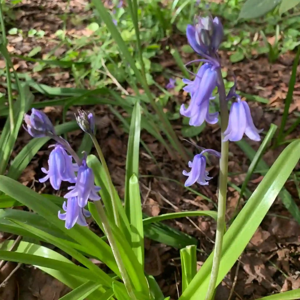 Bluebells