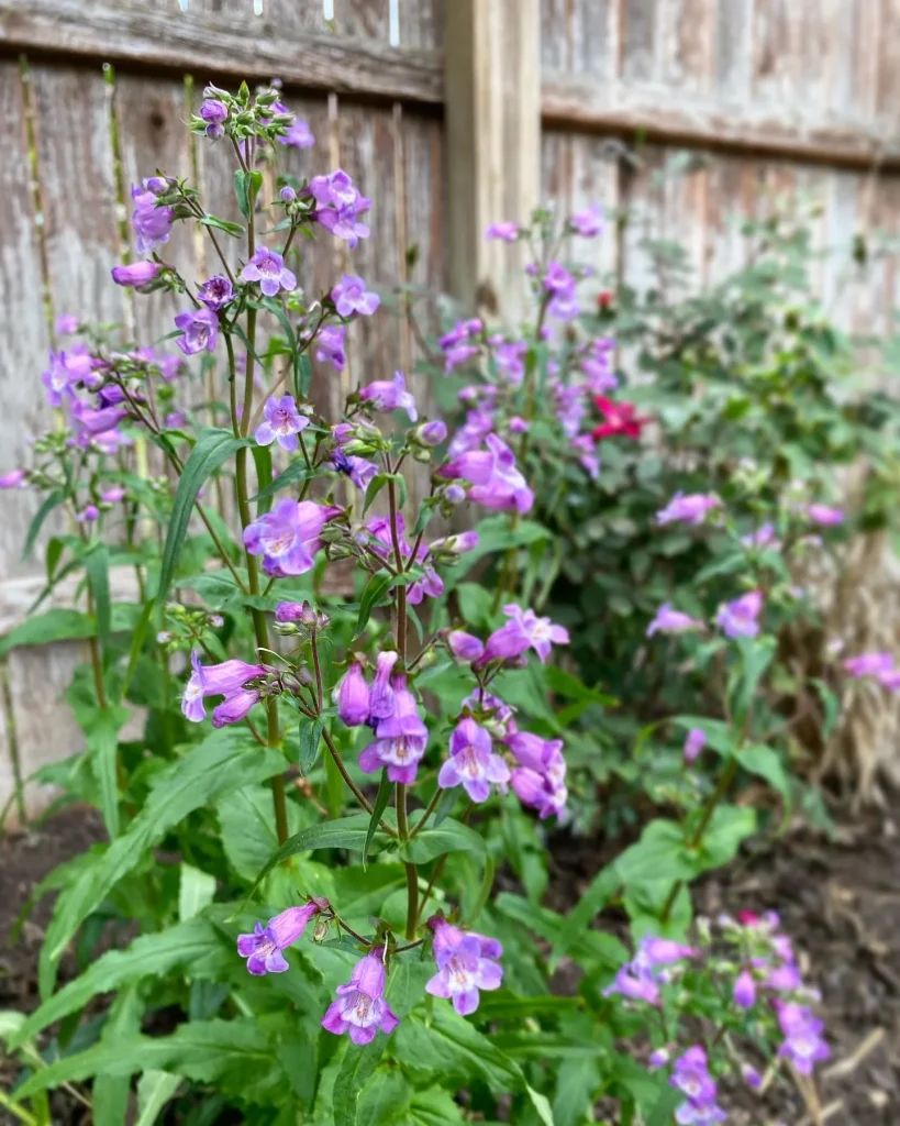 Brazos Penstemon