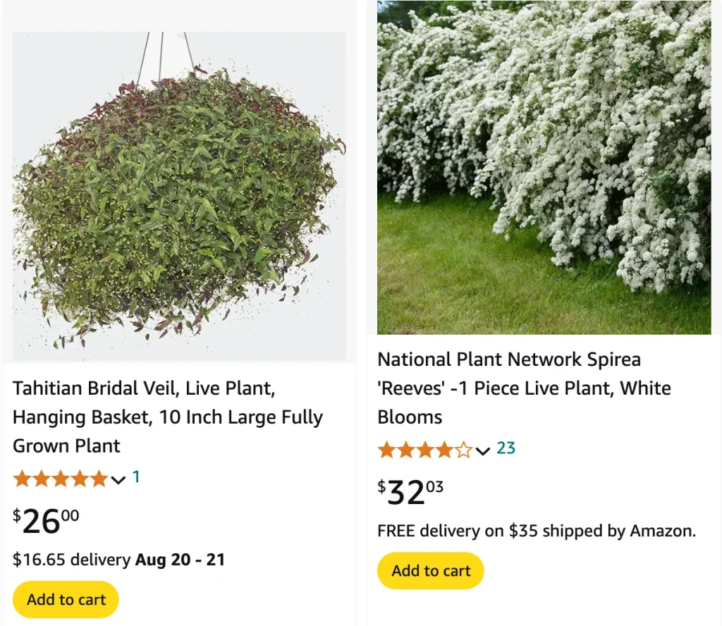 Plant FAQs: Tahitian Bridal Veil Plant vs Bridal Veil Plant Spirea