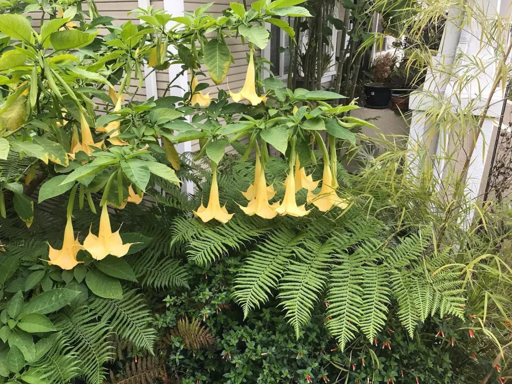 Brugmansia Charles Grimaldi