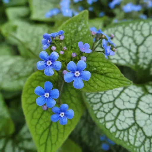 Brunnera