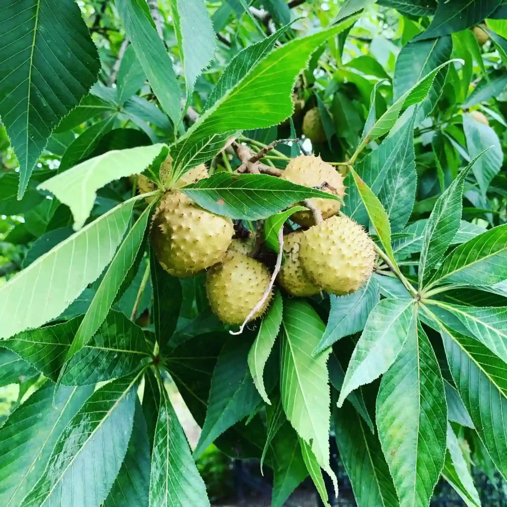 Buckeye Nut