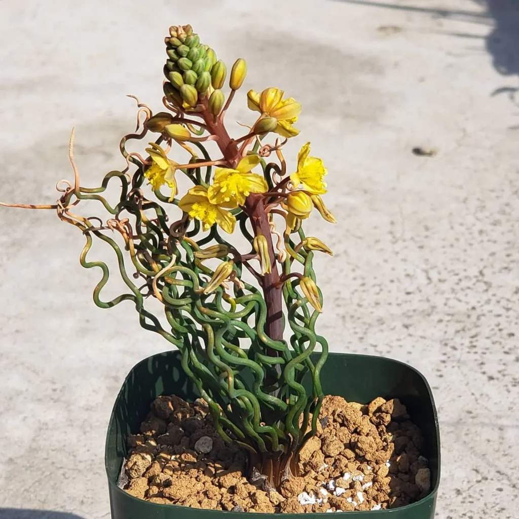 Plant FAQs: Bulbine Torta