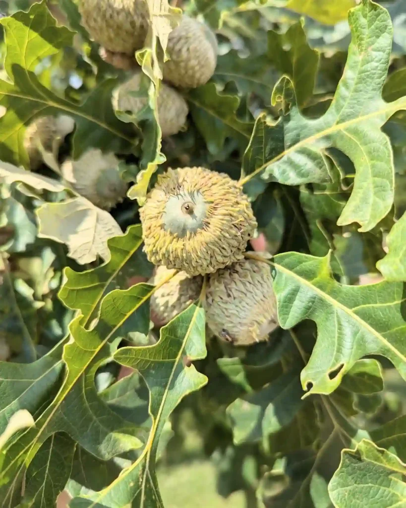 Bur Oak