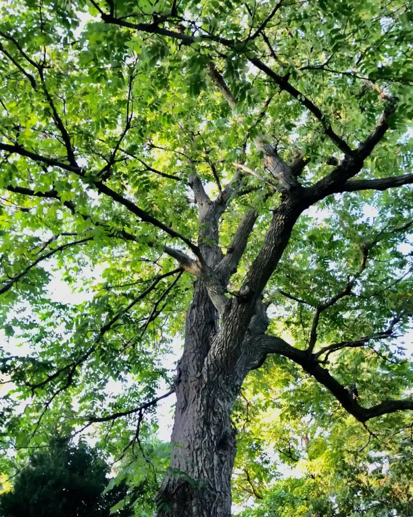 Butternut Tree