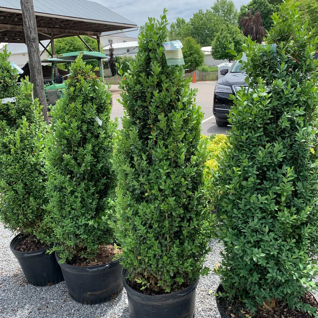 Buxus Dee Runk