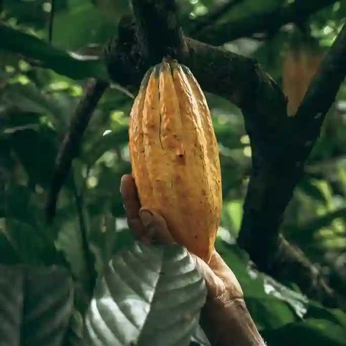 Cacao Tree