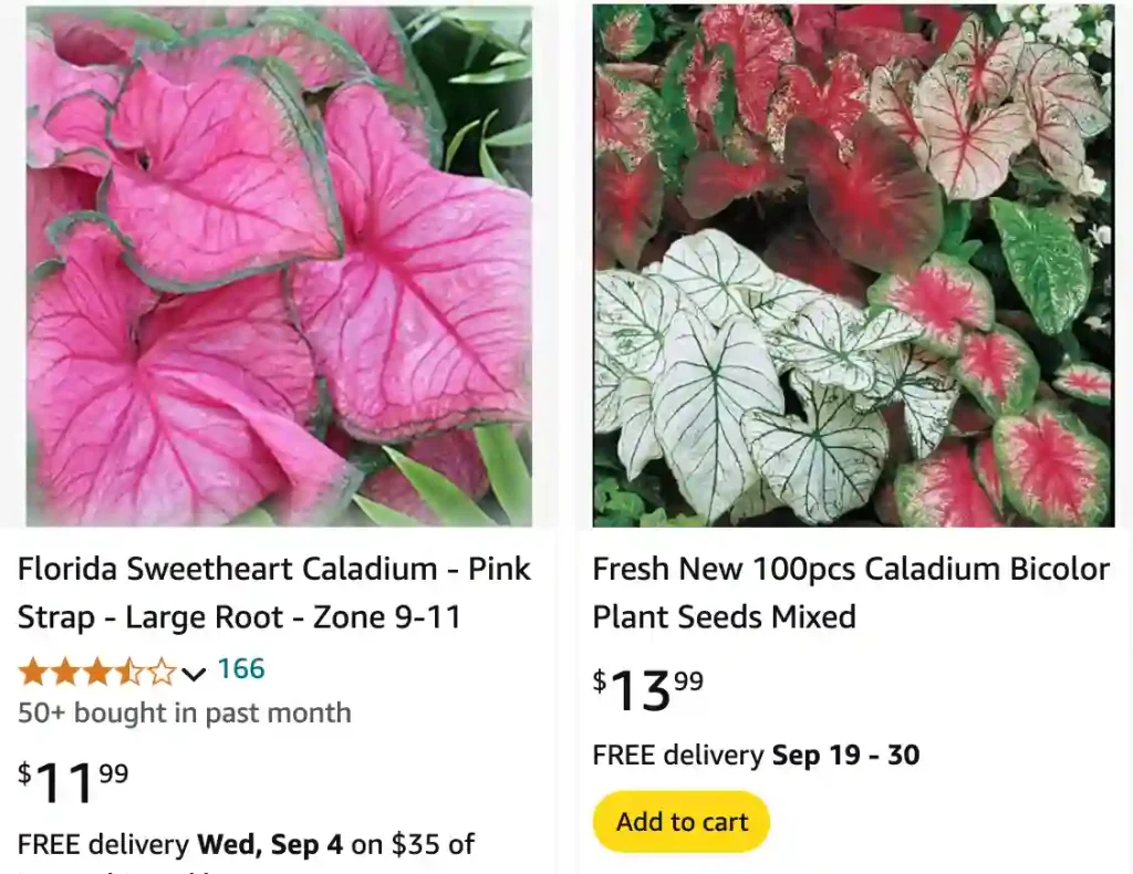 Caladium Bicolor | Monsteraholic